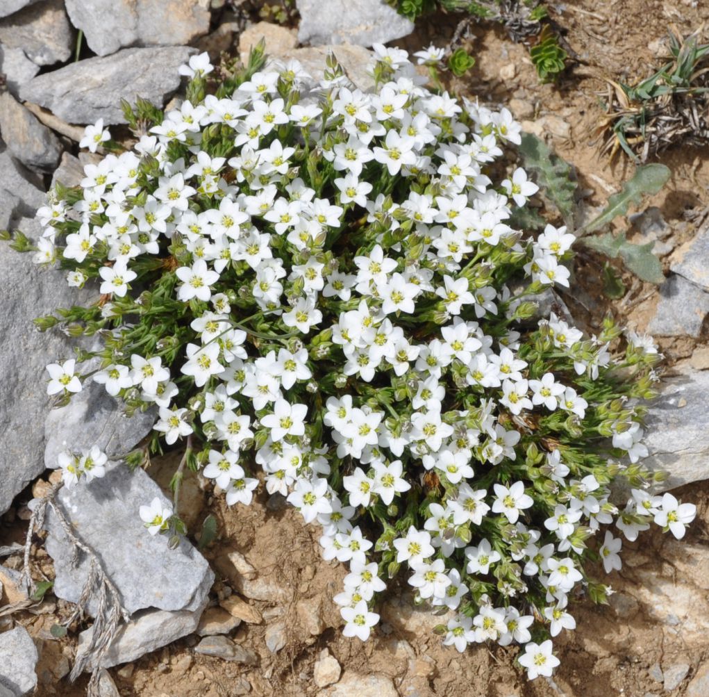 Image of Minuartia recurva specimen.