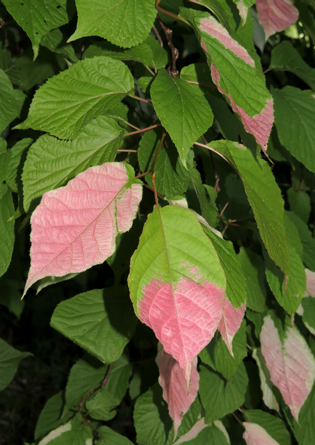 Image of Actinidia kolomikta specimen.