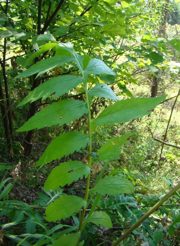 Изображение особи Serratula coronata.