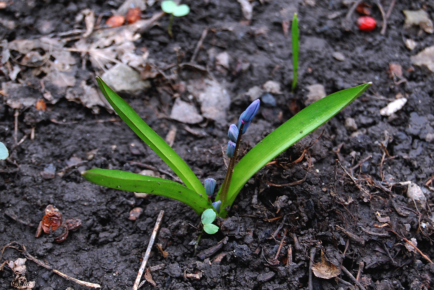 Image of Scilla siberica specimen.