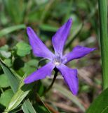 Vinca herbacea