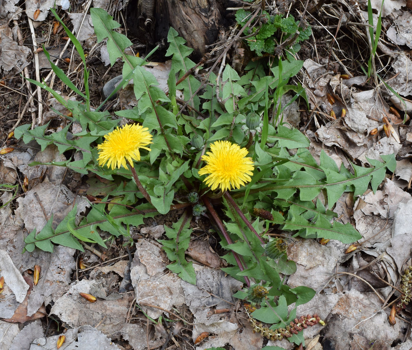 Изображение особи род Taraxacum.