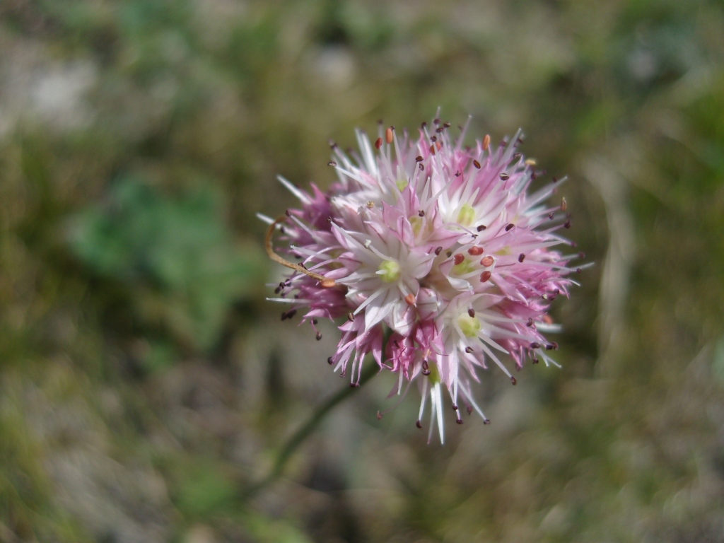 Image of Allium saxatile specimen.