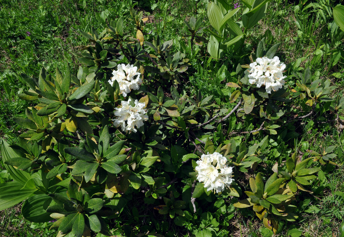 Image of Rhododendron caucasicum specimen.