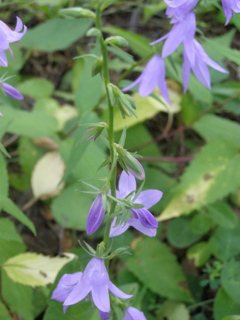 Image of Campanula rapunculoides specimen.