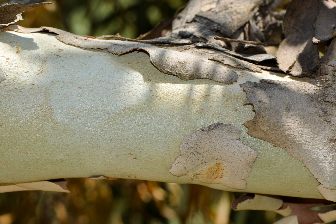 Image of Eucalyptus erythrocorys specimen.