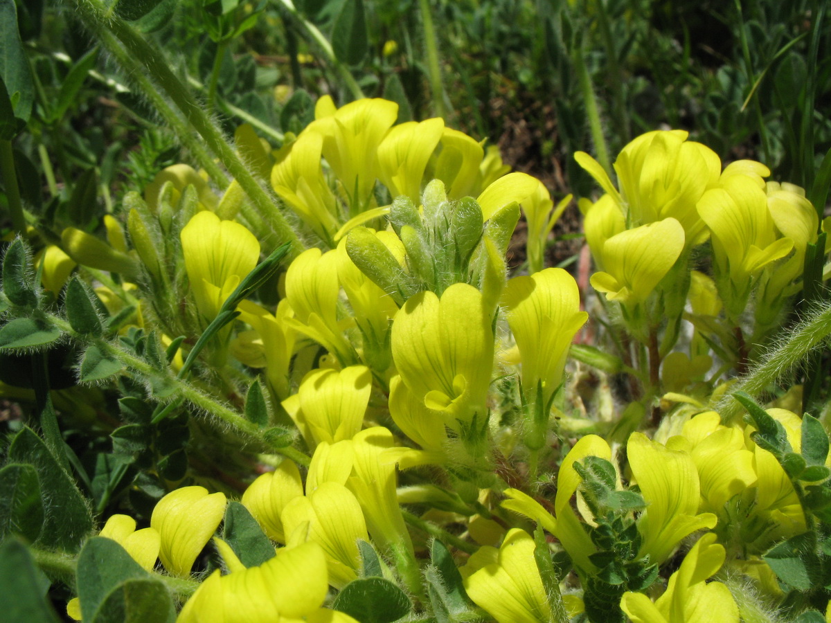 Image of Astragalus anisomerus specimen.