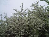 Prunus stepposa