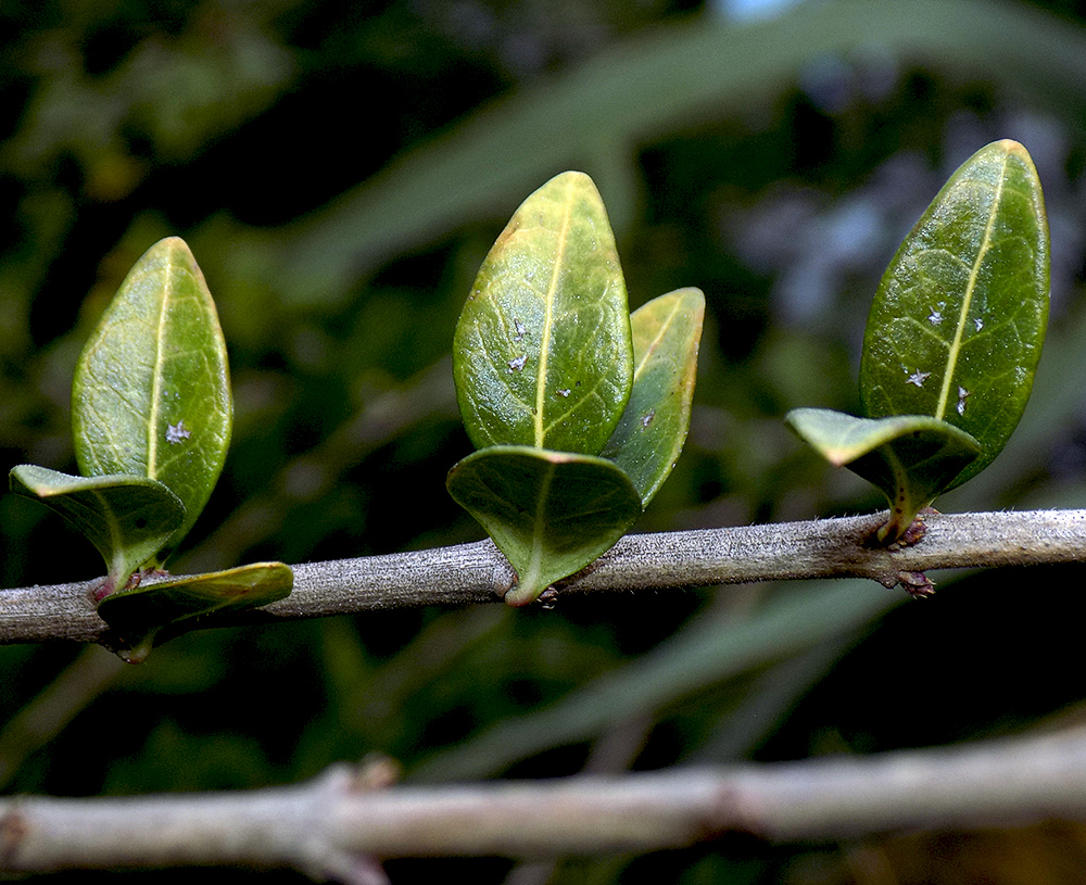 Image of Lonicera ligustrina var. pileata specimen.