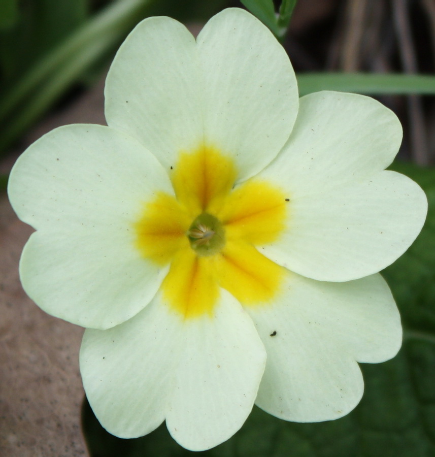 Изображение особи Primula vulgaris.