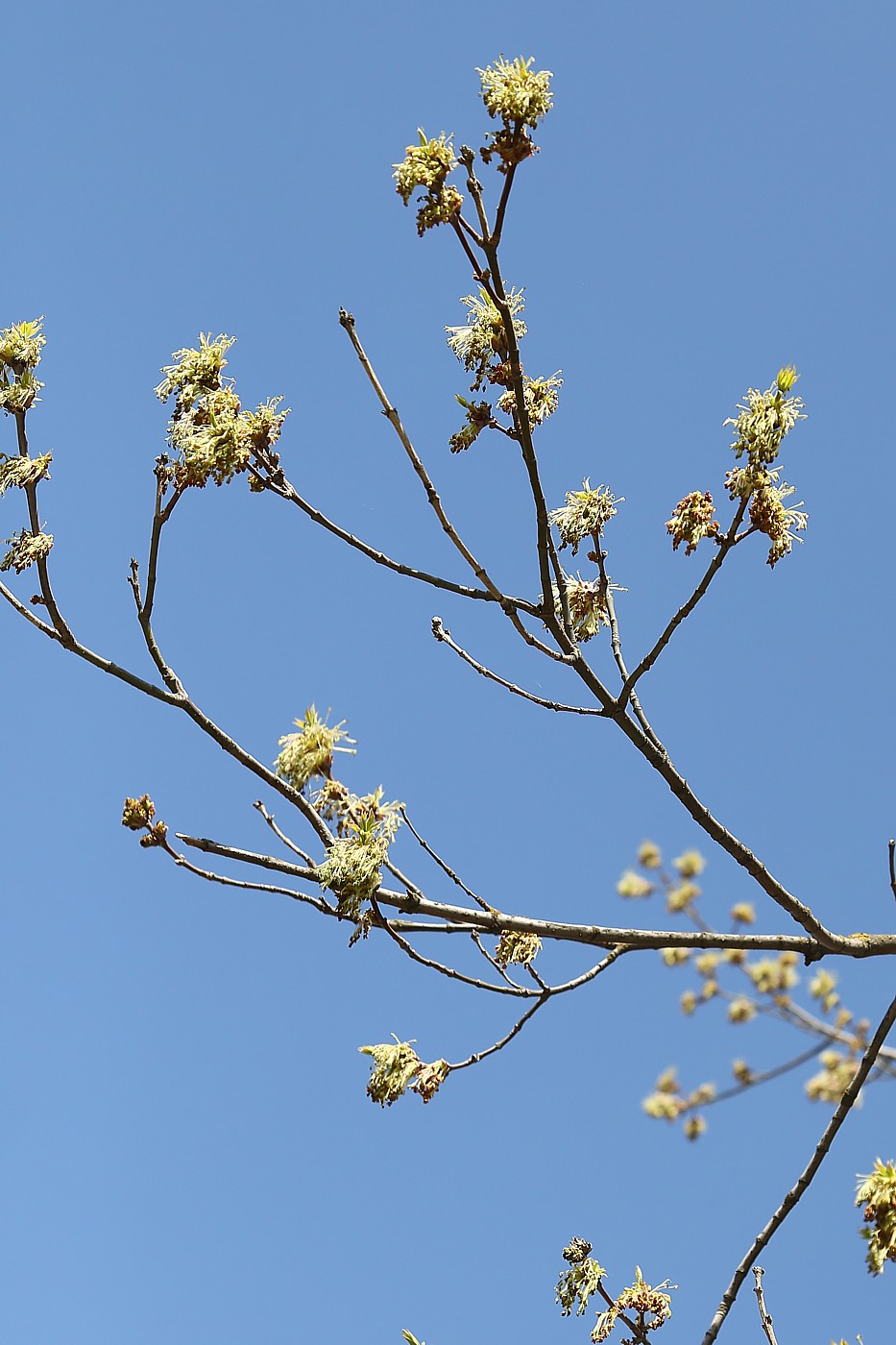 Image of Acer negundo specimen.