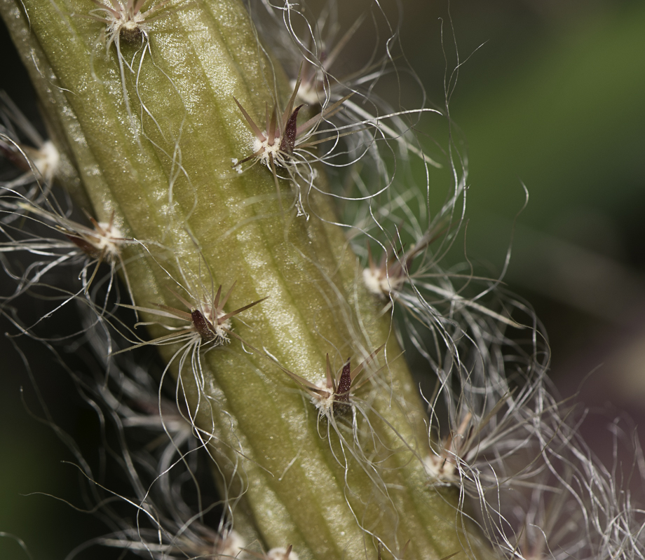 Image of Selenicereus grandiflorus specimen.