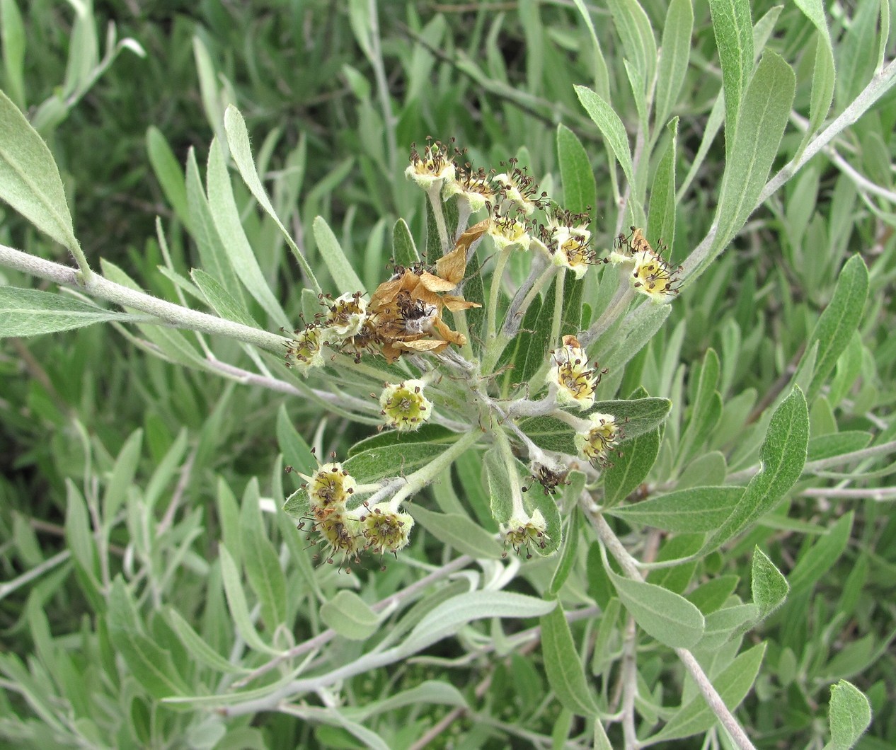 Image of Pyrus salicifolia specimen.