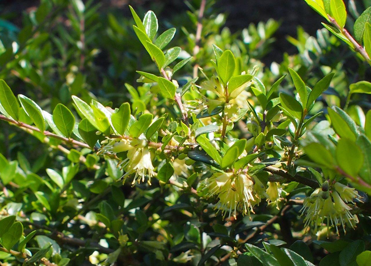 Image of Lonicera ligustrina specimen.