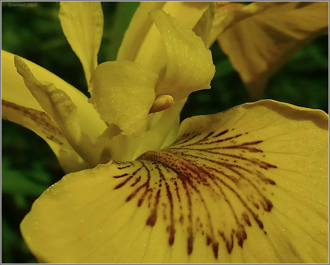 Image of Iris pseudacorus specimen.