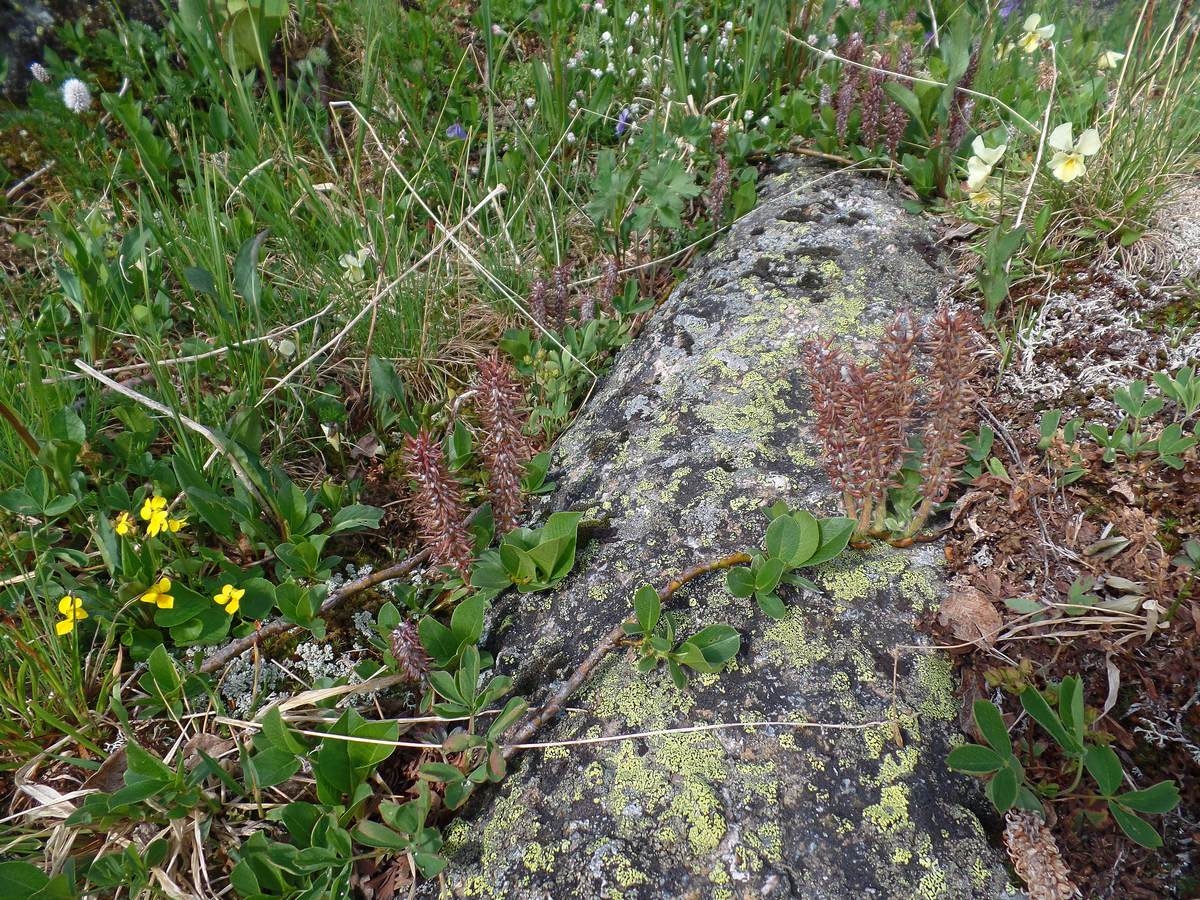 Image of Salix rectijulis specimen.