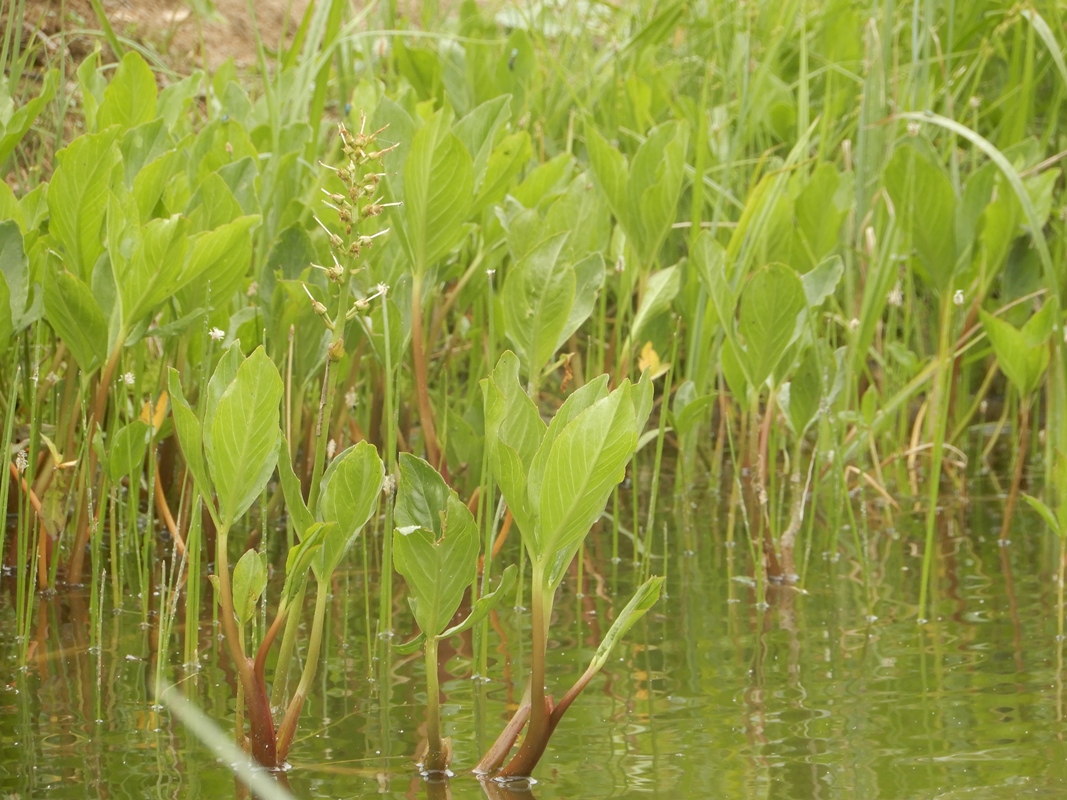 Image of Menyanthes trifoliata specimen.