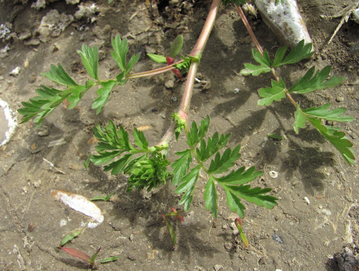 Image of Potentilla supina specimen.