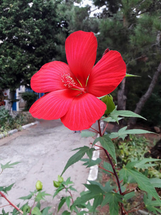 Изображение особи Hibiscus coccineus.