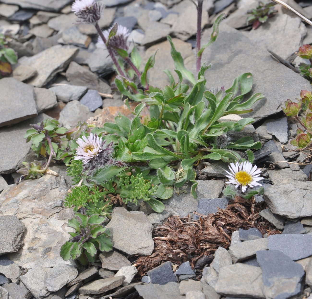 Image of genus Erigeron specimen.