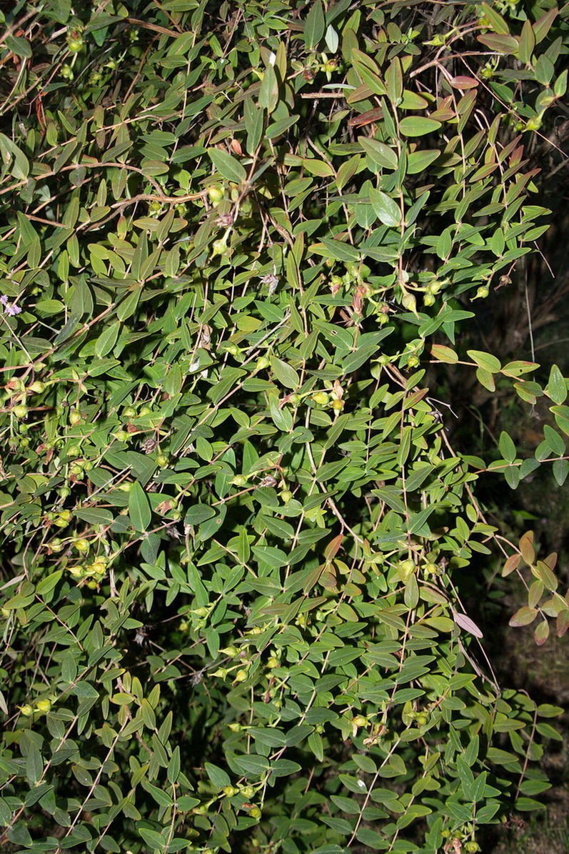 Image of Hypericum xylosteifolium specimen.