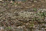 Erophila verna. Аспект цветущих растений на задернованной гранитной скале. Финляндия, Хельсинки. 21 апреля 2019 г.