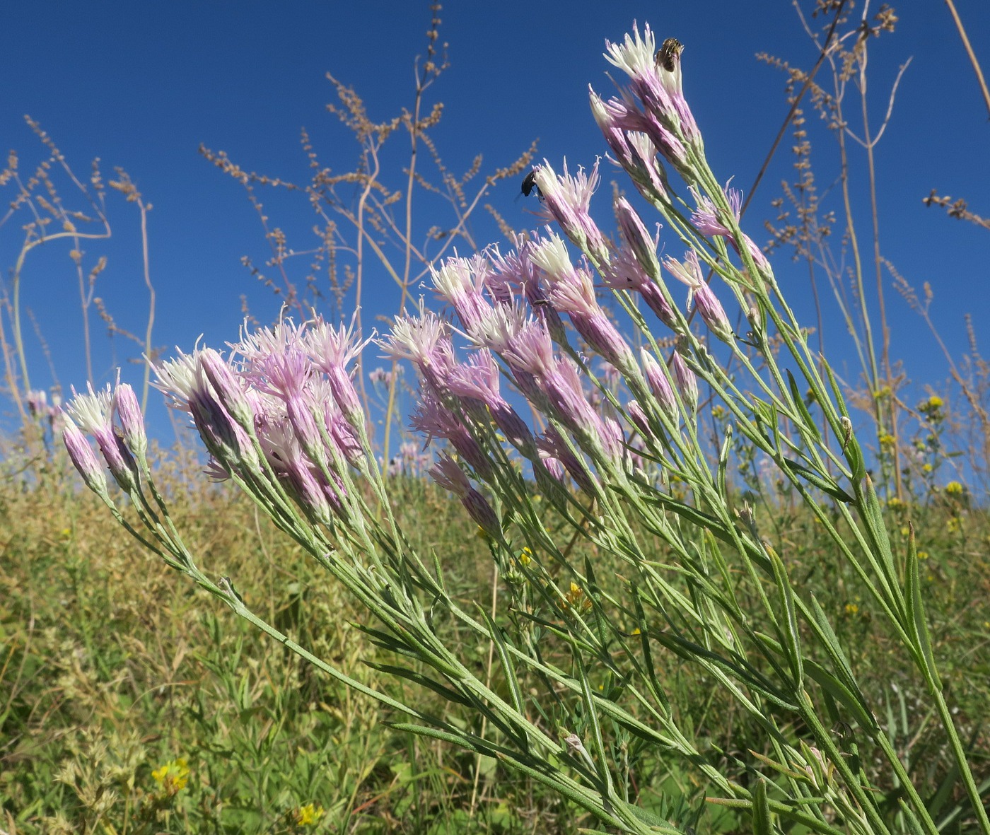 Image of Jurinea multiflora specimen.