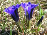 Gentiana grandiflora