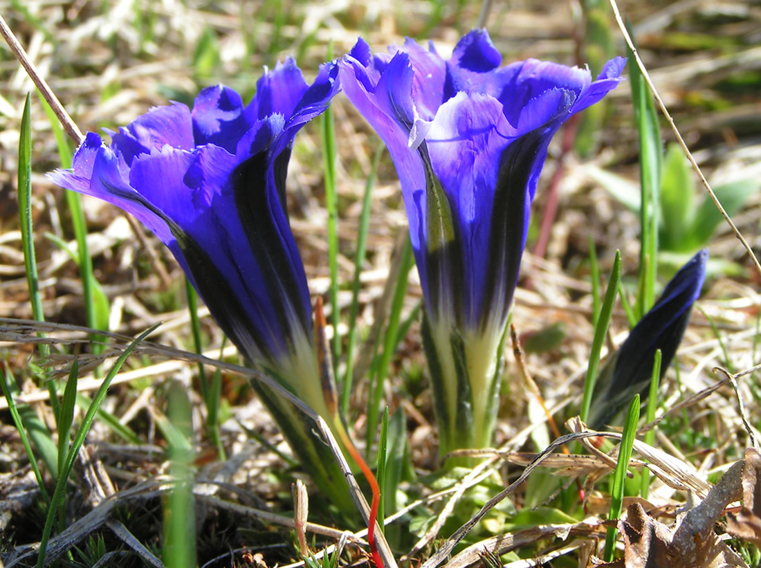 Изображение особи Gentiana grandiflora.