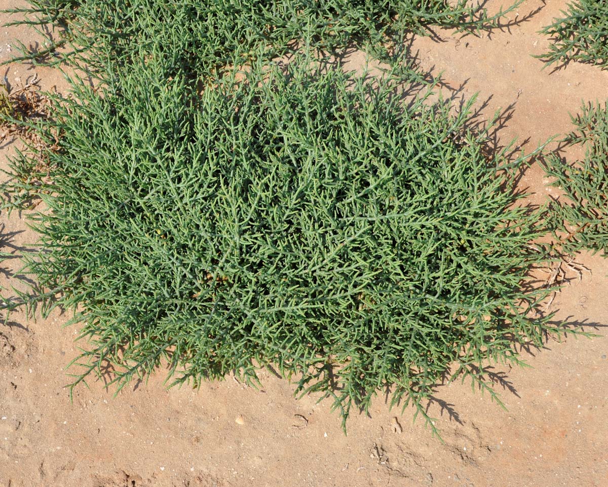 Image of familia Chenopodiaceae specimen.