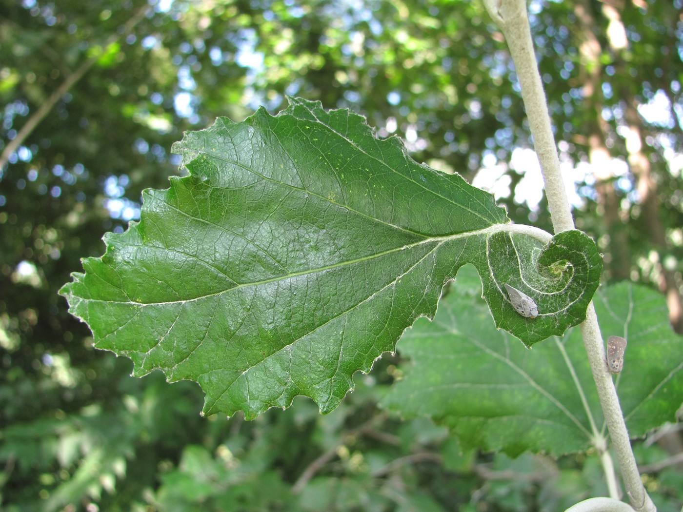 Image of Populus alba specimen.