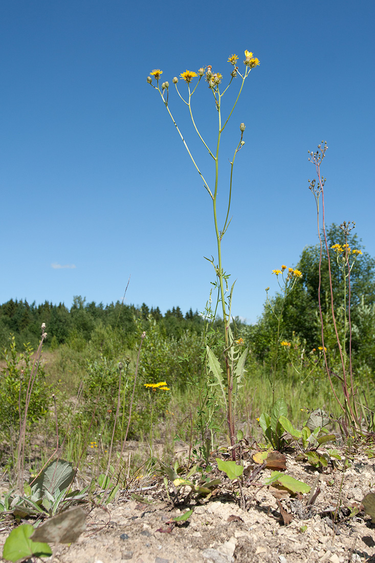 Image of Crepis biennis specimen.