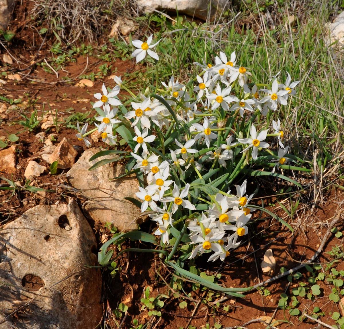 Изображение особи Narcissus tazetta.