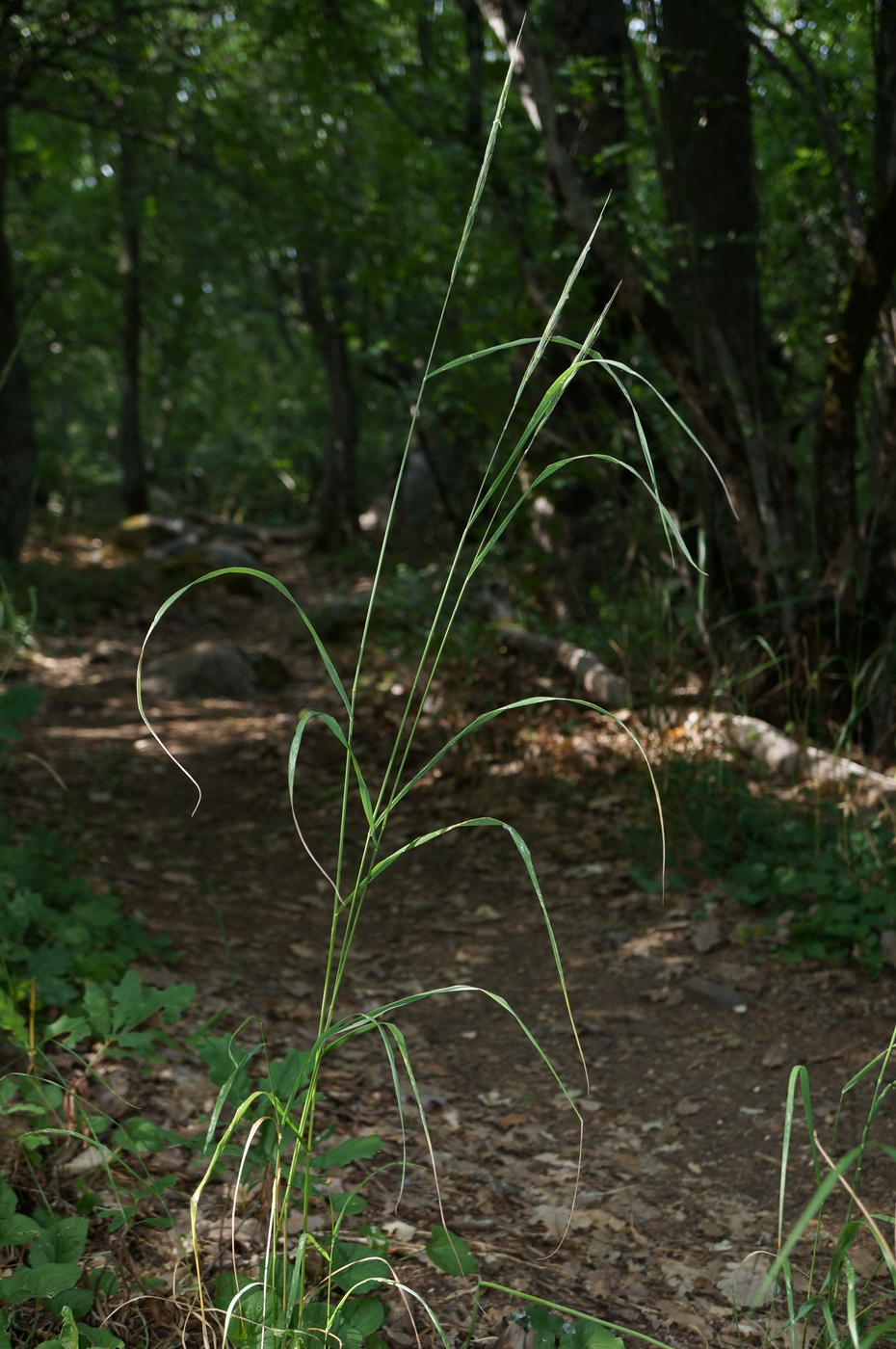 Image of Elymus panormitanus specimen.