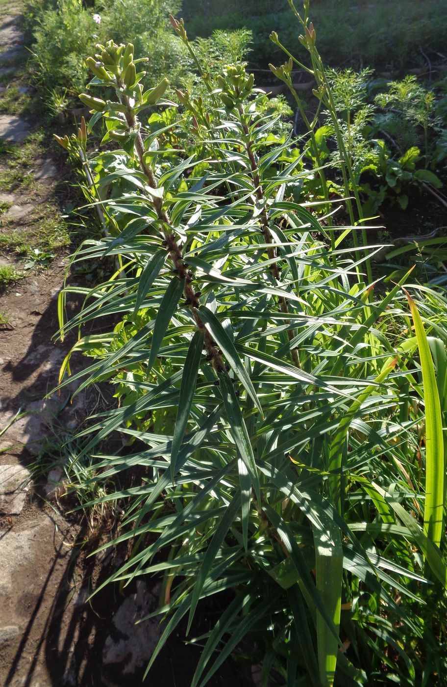 Image of Lilium lancifolium specimen.