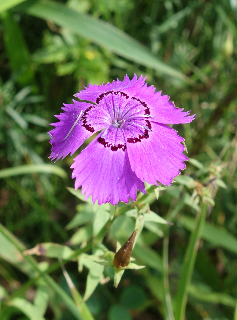 Image of Dianthus chinensis specimen.