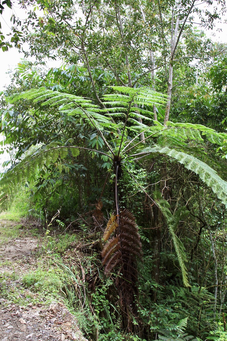 Изображение особи Sphaeropteris glauca.