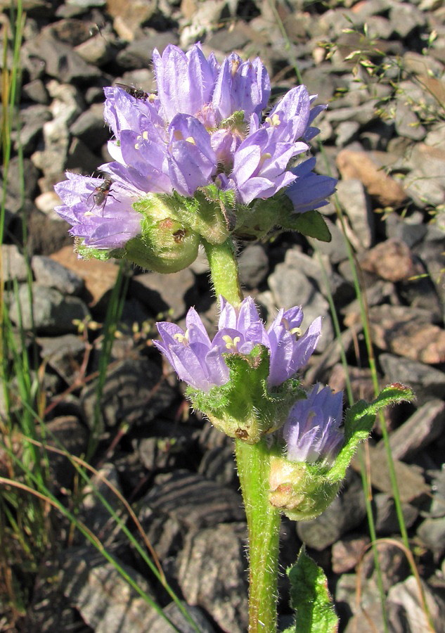 Image of Campanula cervicaria specimen.