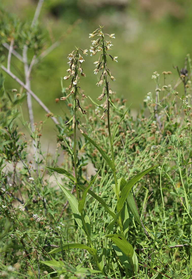 Изображение особи Epipactis palustris.