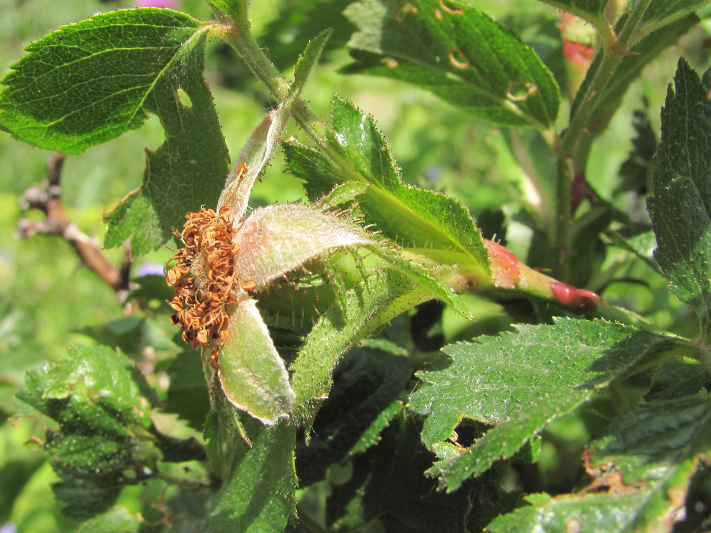 Image of genus Rosa specimen.