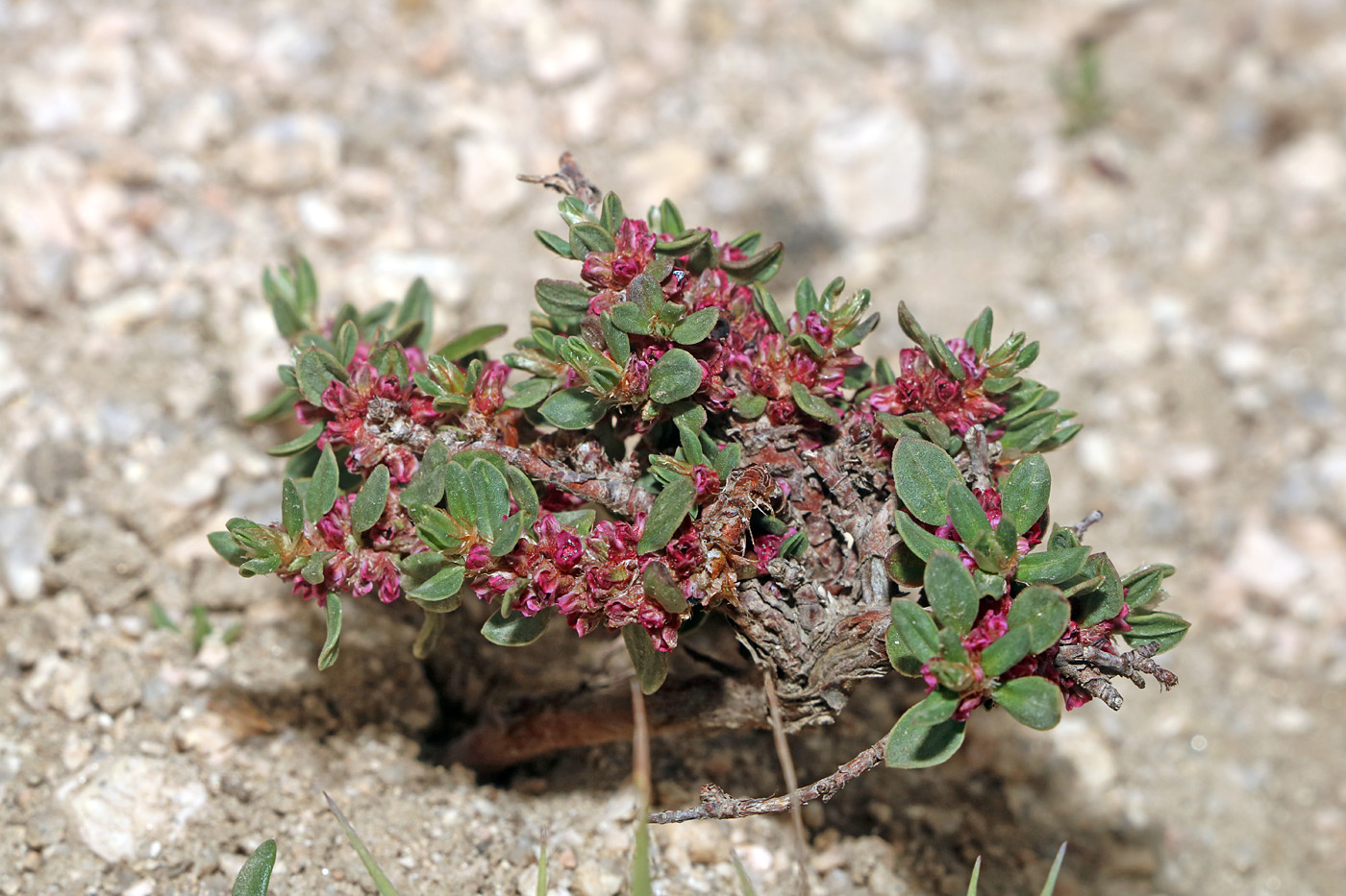 Изображение особи Polygonum biaristatum.