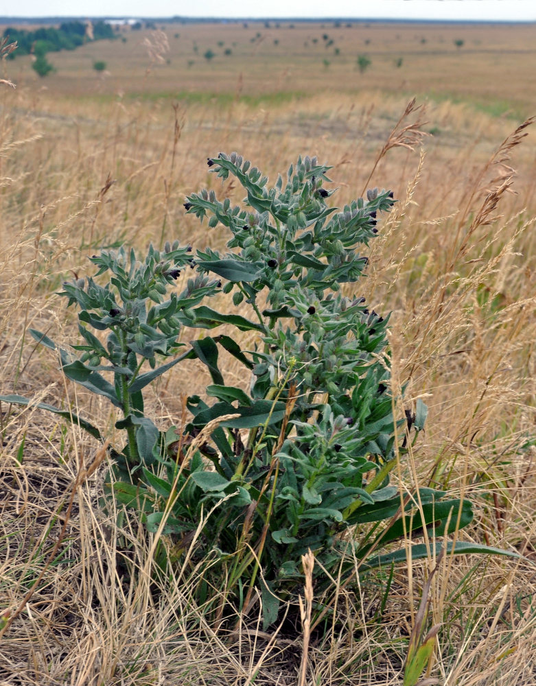 Image of Nonea rossica specimen.