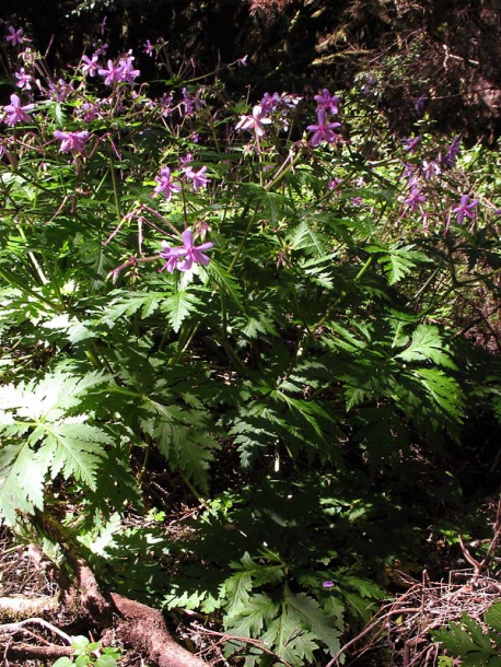 Image of Geranium reuteri specimen.