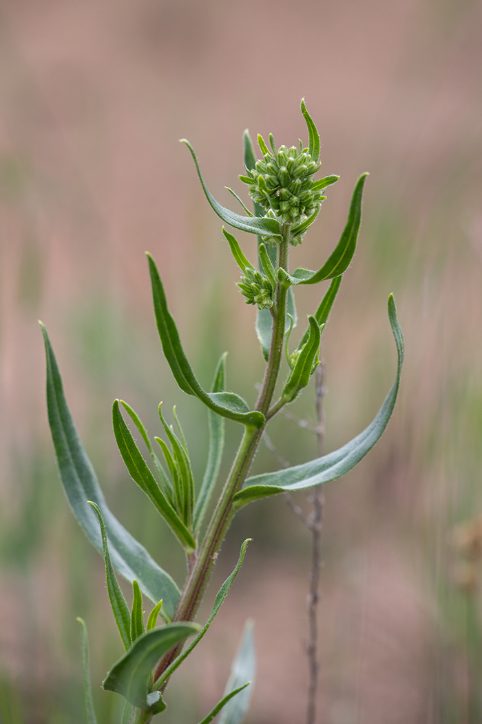 Image of genus Onosma specimen.