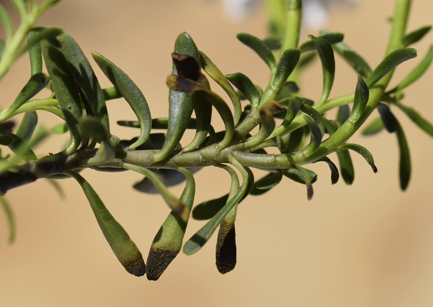 Image of Iberis sempervirens specimen.