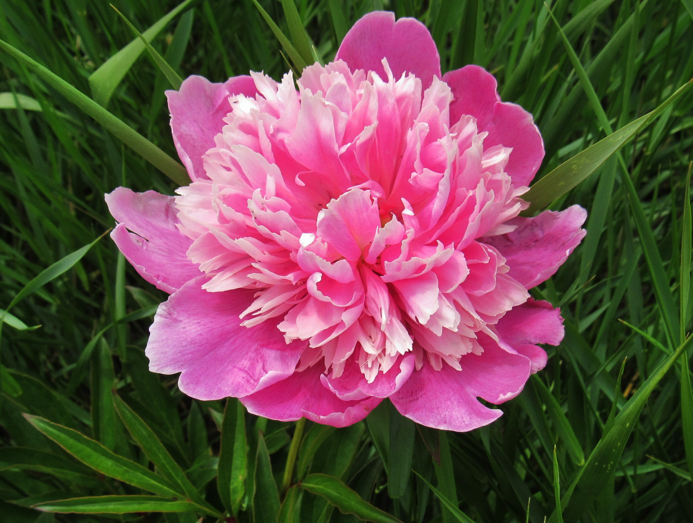 Image of Paeonia lactiflora specimen.