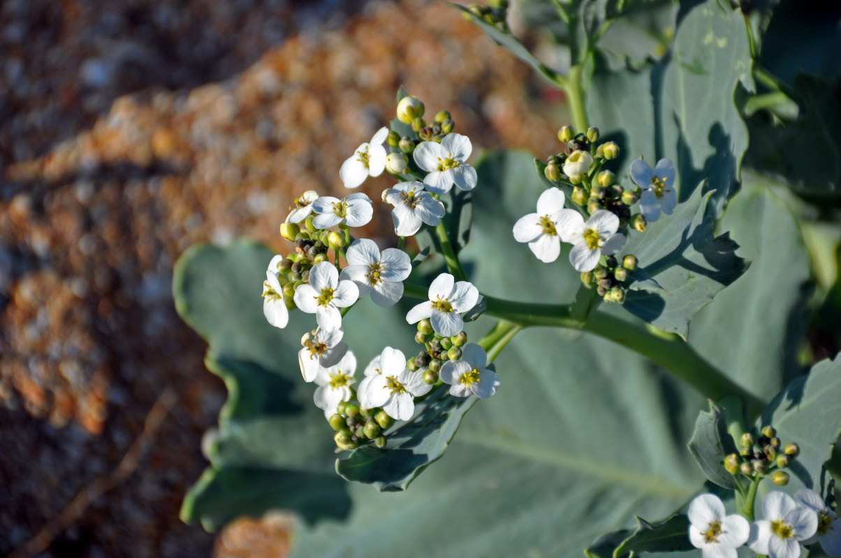 Image of Crambe maritima specimen.