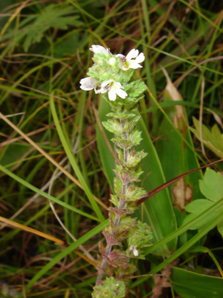 Image of Euphrasia yesoensis specimen.