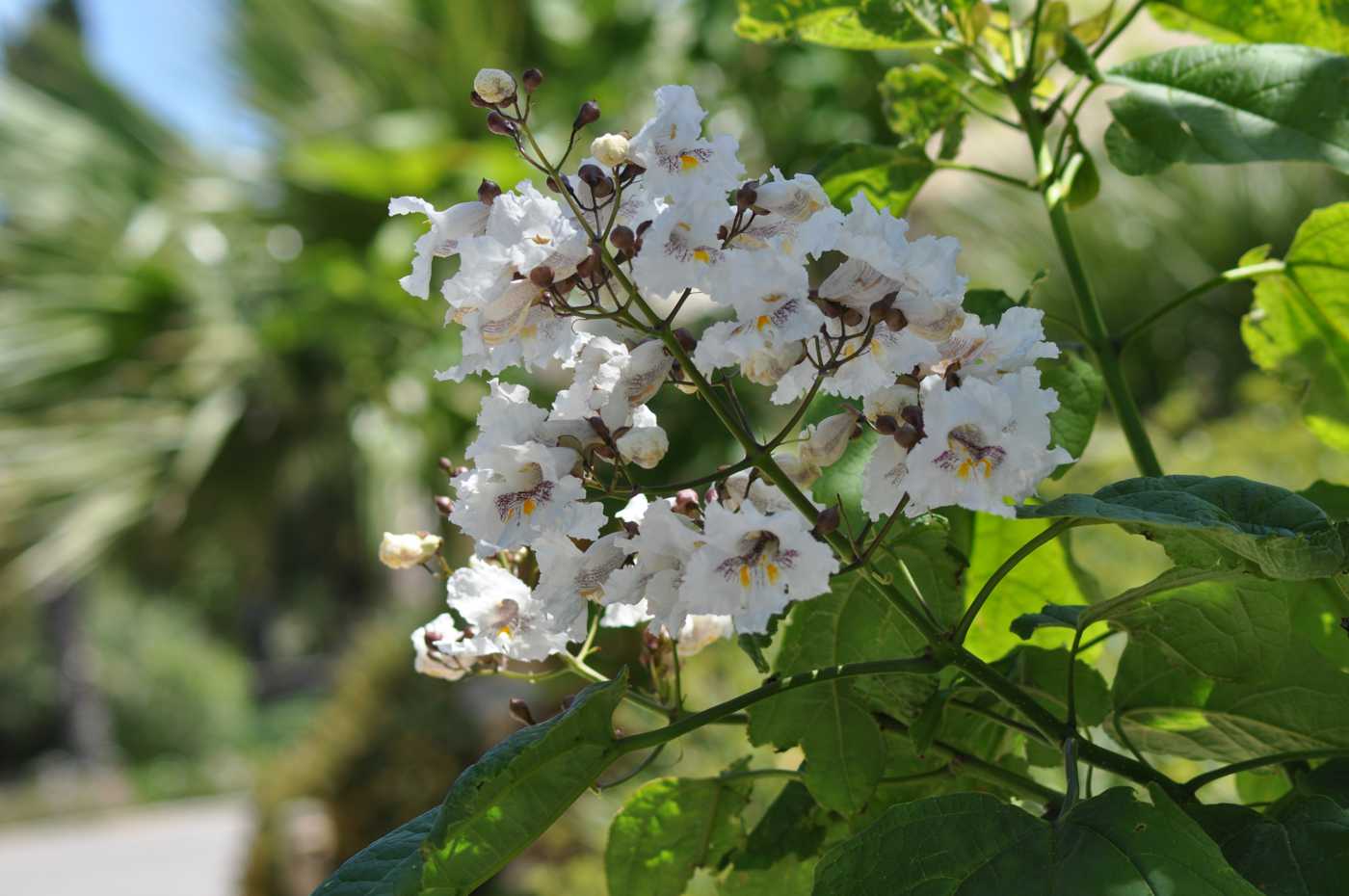 Изображение особи Catalpa bignonioides.