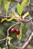 Crataegus karadaghensis. Верхушка ветви с плодами. Крым, Карадагский заповедник, Северный перевал, степной склон с кустарниками. 26 сентября 2021 г.